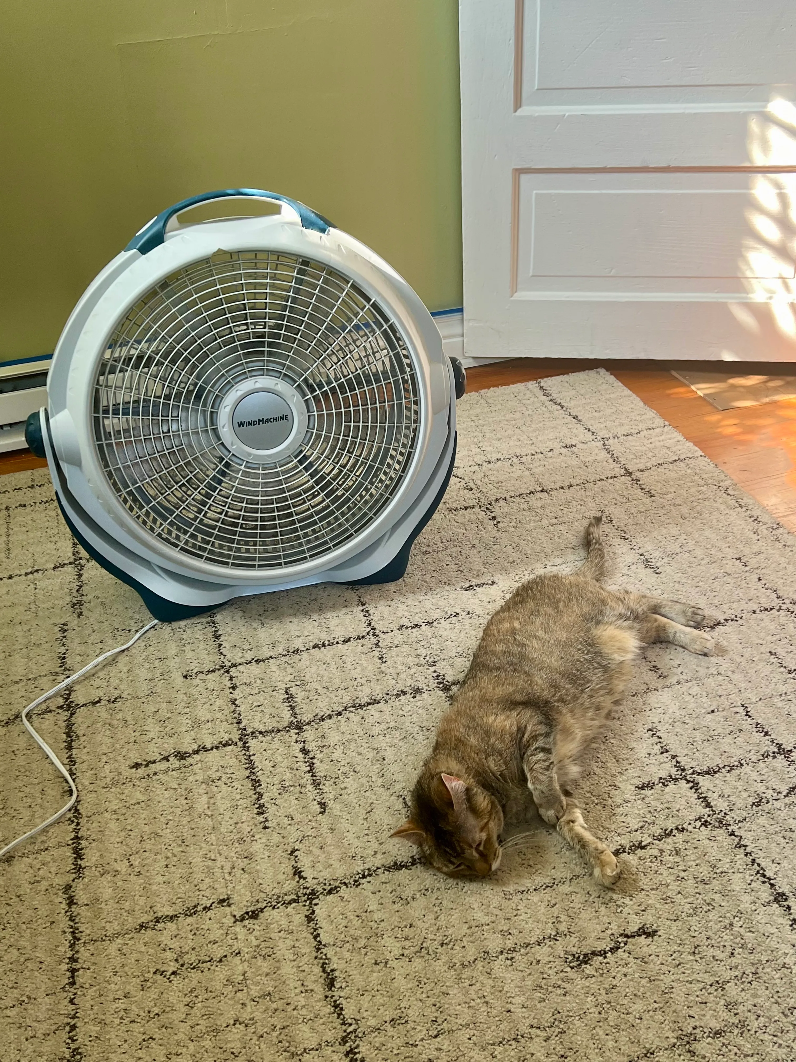 Mochi the cat stretched out on a rug in front of a box fan