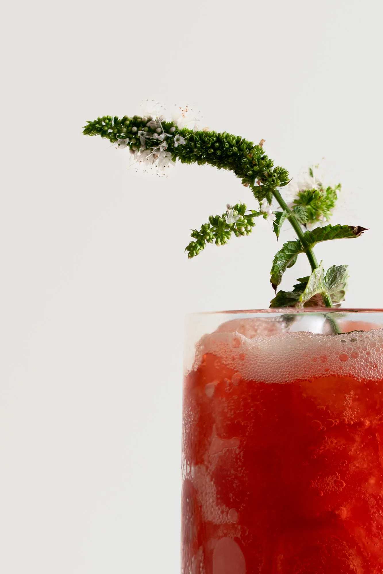 A sprig of fluffy green mint flowers rising from a glass of red, fizzy cocktail against a plain white background.